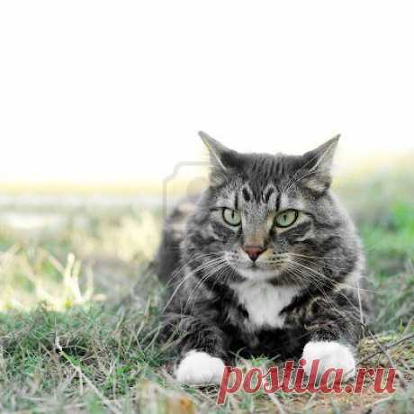 Cute&Cool Pets 4U: Кошки мейн-куны