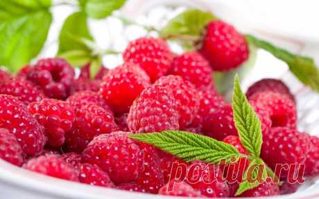 МАЛИНА.Двойная обрезка малины
 На следующий сезон после посадки малина даст первые молодые побеги (то есть начавшие расти в текущем году). Чтобы каждый из них не стремился в высь голой палкой, а начинал отращивать боковую поросль, проводят первую обрезку. В конце мая — начале июня подрезают верхушки молодых побегов на высоте 80-100 сантиметров. Так куст не вырастет слишком высоким, не будет клониться под тяжестью ягод, их будет очень удобно собирать.
 Кстати, для удобства ...