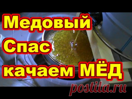 МЕДОВЫЙ СПАС ! КАЧАЕМ МЁД ! Сокращение гнезда пчёл на зиму .Начинающий пчеловод . - YouTube