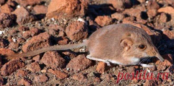 Круглоухие прыгунчики))) | Четвероногий юмор