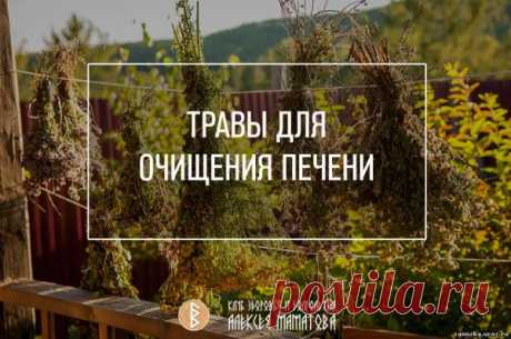 ТРАВЫ ДЛЯ ОЧИЩЕНИЯ ПЕЧЕНИ. Алексей Маматов - ЛЕКАРСТВЕННЫЕ РАСТЕНИЯ - КРАСОТА И ЗДОРОВЬЕ - Каталог статей - Персональный сайт