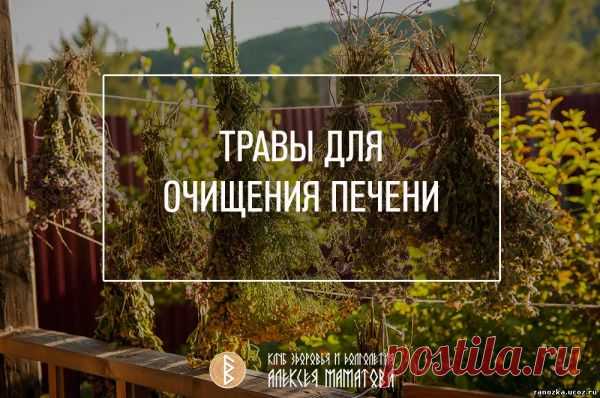 ТРАВЫ ДЛЯ ОЧИЩЕНИЯ ПЕЧЕНИ. Алексей Маматов - ЛЕКАРСТВЕННЫЕ РАСТЕНИЯ - КРАСОТА И ЗДОРОВЬЕ - Каталог статей - Персональный сайт