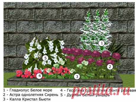 Идеи клумб с прекрасными гладиолусами | Усадьба в Сибирской долине | Яндекс Дзен
