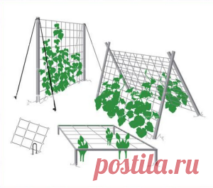 Выбираем опору для вьющихся растений | Для дачников.ру