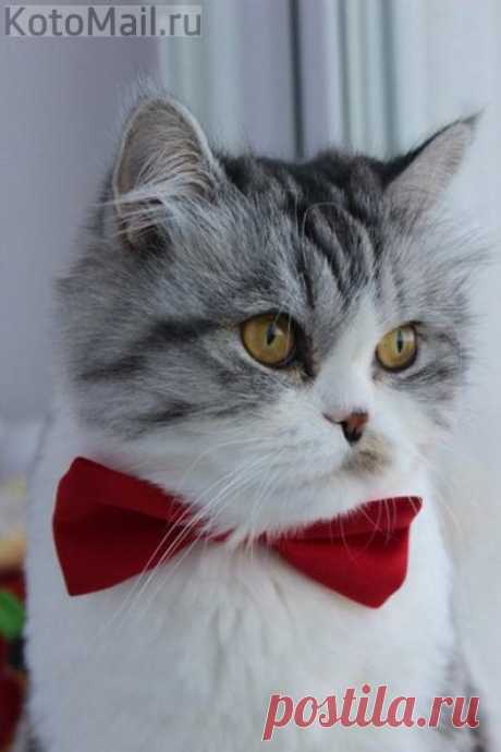 Обаятельный котик желает познакомиться!