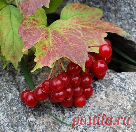 (46) Одноклассники