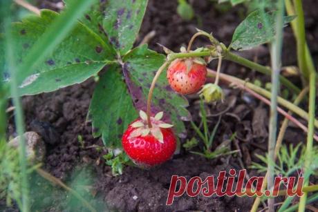 Клубника размером с кулак: секрет, который превратит вашу грядку в конвейер сладости. Оказывается, урожай клубники зависит от того, как вы обращаетесь с усами.