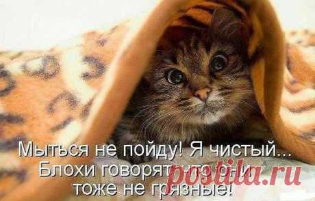 Фабрика груминга