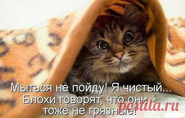 Фабрика груминга