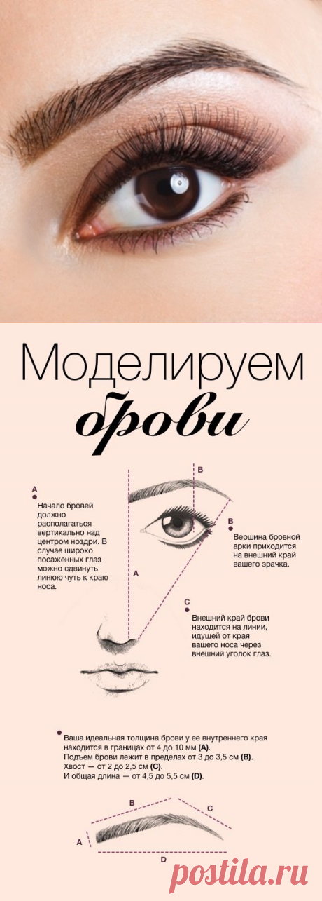 Инфографика: моделируем брови. Научный подход - Я Покупаю