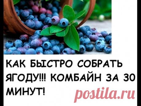 Стакан-комбайн для сбора ягод своими руками / Домоседы