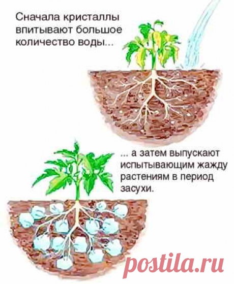 Выращивание рассады сладкого перца с пересадкой в открытый грунт | Дача - впрок