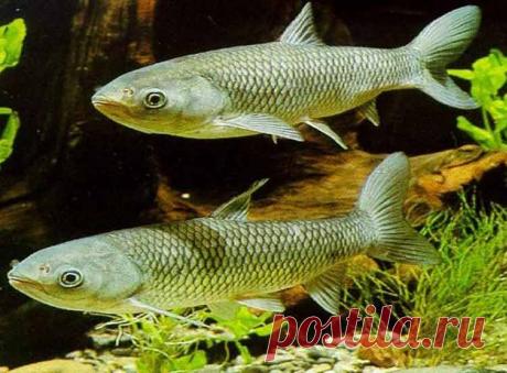 О рыбах вегетарианцах – Рыбалке.нет