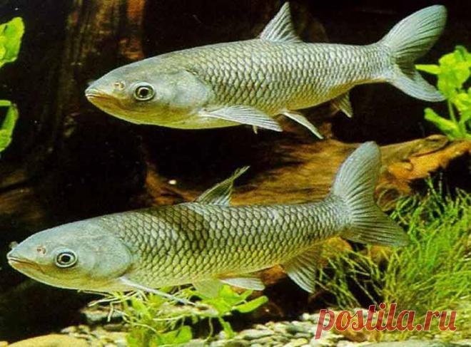 О рыбах вегетарианцах – Рыбалке.нет