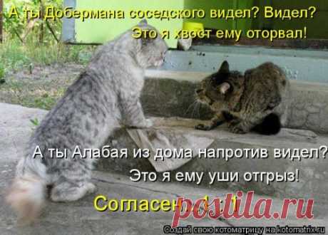 Новая отличная котоматрица (38 фото)