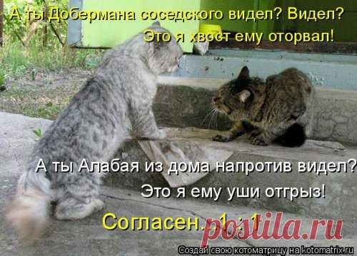 Новая отличная котоматрица (38 фото)