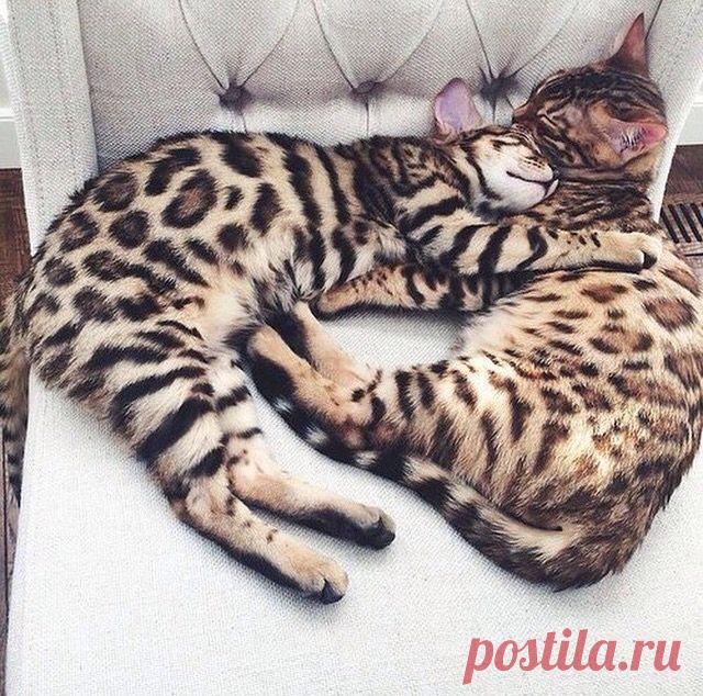 Сладкая парочка.