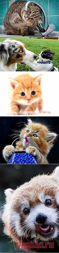 Svetlana Minelli: Зверье мое | Постила.ru