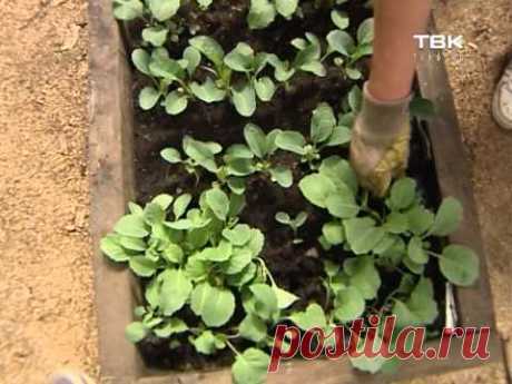 Советы тети Тани. Посадка капусты