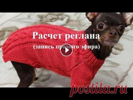 Расчёт Реглана Спицами, Свитер Для Собак И Кошек Как сделать расчет на реглан для свитера, комбинезона для собак для тех кто вяжет спицами. Это мой первый прямой эфир, прошу прощение за качество виде...