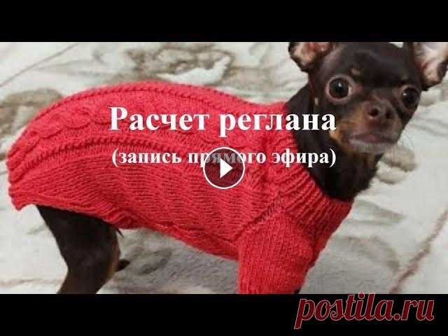 Расчёт Реглана Спицами, Свитер Для Собак И Кошек Как сделать расчет на реглан для свитера, комбинезона для собак для тех кто вяжет спицами. Это мой первый прямой эфир, прошу прощение за качество виде...
