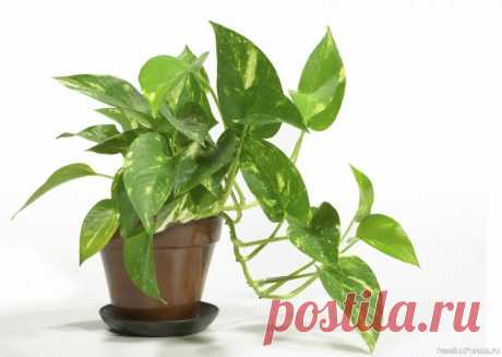 Быстрорастущие комнатные растения Чем бы мы ни занимались, чтобы не делали – важней всего результат. И при выращивании комнатных растений, конечно, хочется побыстрее увидеть красивый и полный жизни цветок. Существует достаточно много быстрорастущих комнатных растений, которые в самый короткий срок, по сравнению с другими,...