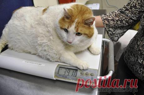 Фото самых больших котов