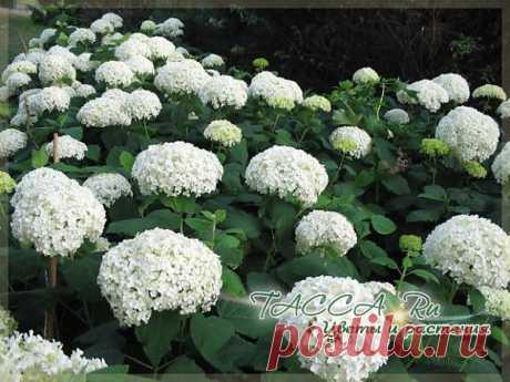 Гортензия комнатная (Hydrangea): уход в домашних условиях, фото