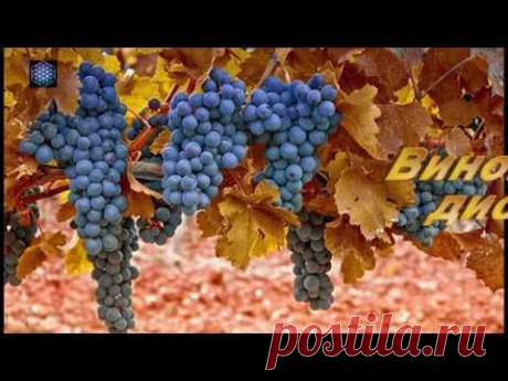 Виноградный дистиллят (самогон) - чача - граппа - писко... - YouTube