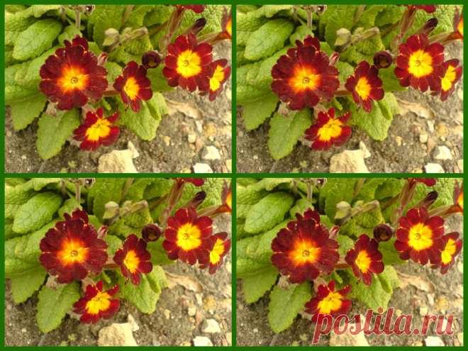 Коллаж с цветками примулы.  ---    Collage mit Primel Blume  Kostenloses Stock Bild HD - Public Domain Pictures
