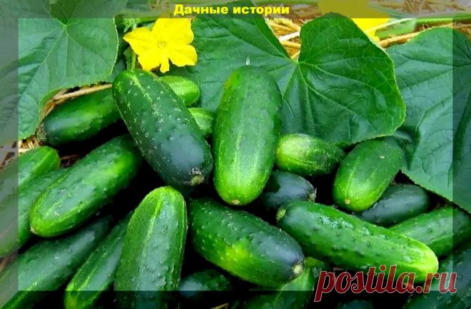 Проверены годами. 12 лучших сортов огурцов для открытого грунта и теплицы | Дачные истории | Яндекс Дзен