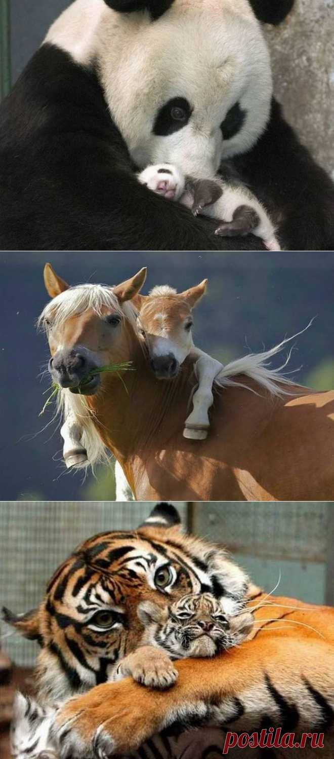 МАМА!.