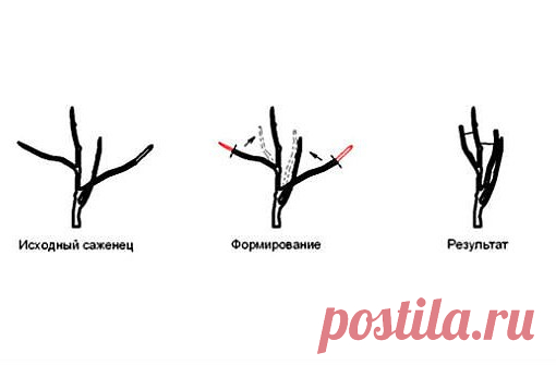 КАК И КОГДА ЛУЧШЕ ОБРЕЗАТЬ ЯБЛОНИ?

Как и за каждым деревом в саду, за яблоней нужно ухаживать. Чтобы она развивалась как следует и давала щедрый урожай, нужно её регулярно обрезать. Обрезка осуществляется для того, чтобы образовать удобную крону дерева. Под удобством имеется ввиду возможность хорошего доступа воздуха и света, и, конечно, сбора урожая.
Показать полностью…