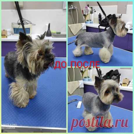 Наталия: Нежная Лоя, маленькая трусишка)))))