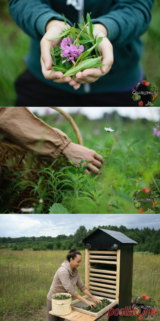 Когда собирать иван-чай для чая, заготовка в домашних условиях + фото
