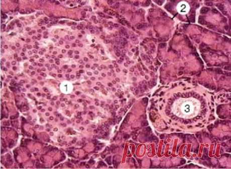 Mednews - портал о медицине в России