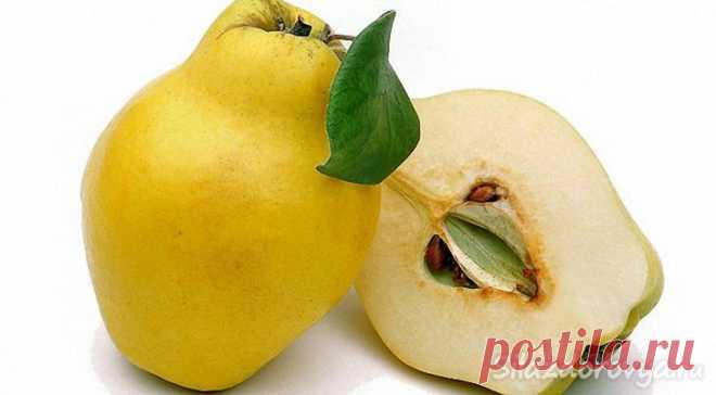 Полезные свойства айвы – рецепты, польза и вред
