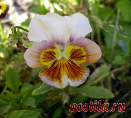Очаровательные глазки / виолы / 7dach.ru