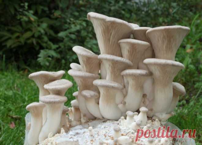 Вёшенки Если проходите химиотерапию Содержащийся в вешенке перфорин снижает устойчивость раковых клеток к химиотерапии. В качестве противоопухолевого средства вешенка использовалась ликвидаторами после Чернобыльской аварии (в виде порошка, отваров и как приправа к пищевым продуктам). Порошок высушенной вешенки связывает и выводит из организма радионуклиды, а также повышает общий иммунитет. Как в домашних условиях приготовить сухой порошок вешенки? …