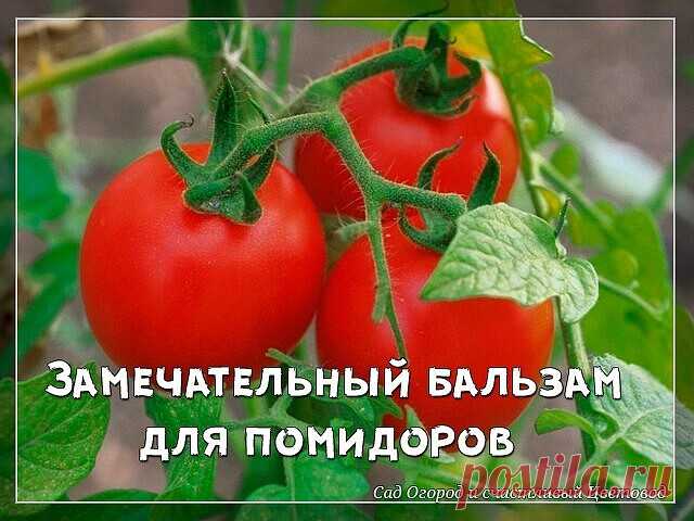 Замечательный бальзам для помидоров
 
 
 
В трехлитровую банку наливаю где-то 2,5 л отстоянной (обязательно!) теплой воды. В нее добавляю 100 г разведенных в теплой воде живых дрожжей и 0,5 стакана сахара. Накрываю марлей и ставлю банку в теплое место. Время от времени содержимое банки взбалтываю. Раствор (бражка) готова, когда закончится брожение. Один стакан «бражки» разбавляю на ведро воды и поливаю по 1 л под каждый куст.
 
 
 
В течение лета подкармливаю три раза таки...