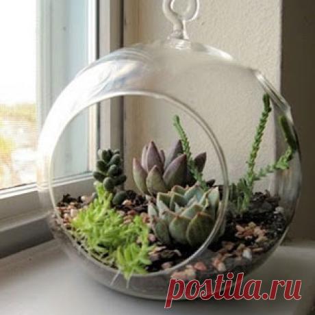 суккуленты и кактусы: мини-садик.
