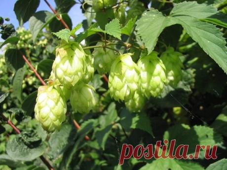 Как победить хмель в саду: простые способы избавиться от сорняка