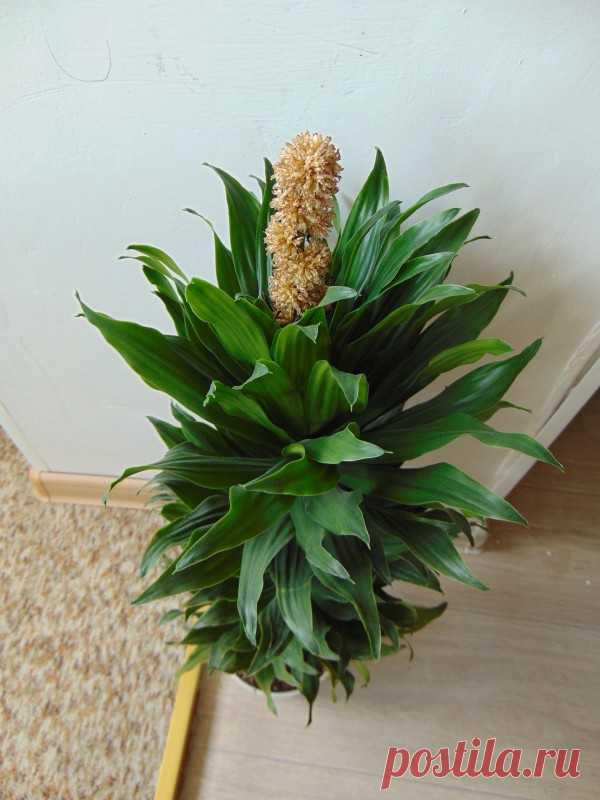 Наконец-то зацвели. Дважды эти растения цвели у меня, но я заставала их только после цветения и уже почерневшие цветоносы, т.к. летом живём на даче. А вот сейчас я их всё-таки поймала. Красавицу драцену душистую. Аромат просто неотразим! И ... (простите грешницу - не могу вспомнить название цветка).