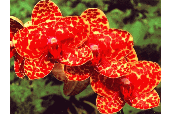 13736512.gif (600×400)