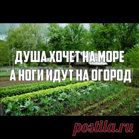 Смехотерапия Писца. Вылечиваем любые болячки! / Писец - приколы интернета