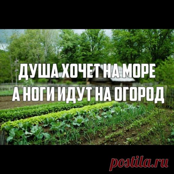 Смехотерапия Писца. Вылечиваем любые болячки! / Писец - приколы интернета