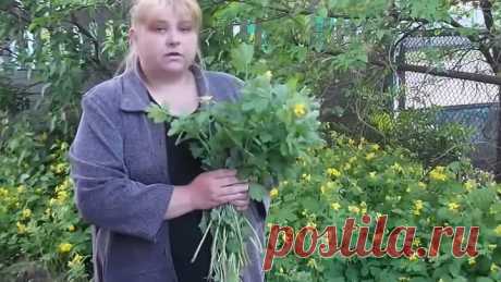 Чистотел убивает раковые клетки!