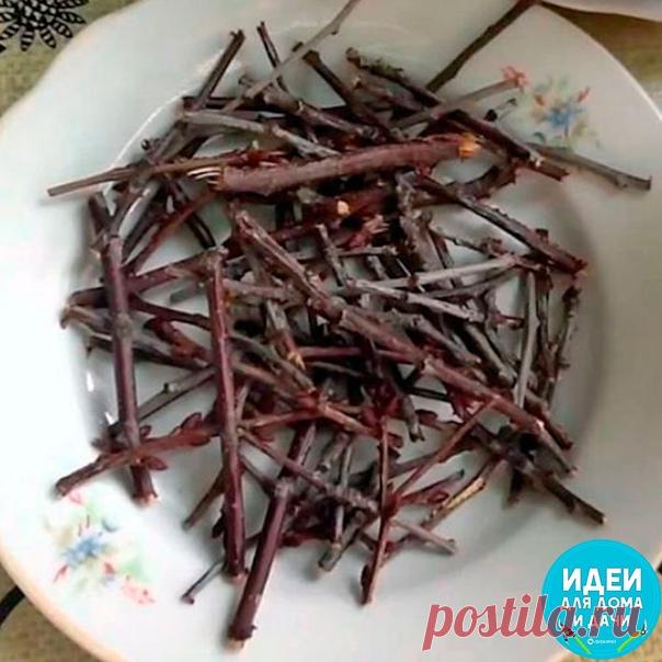 Завариваем чай из собственного сада

Такие полезные веточки!

Мы покупаем чай не понятно где и как собранный, в идеале – действительно с индийских плантаций, в то время как в нашем саду растет отличная заварка! Говорите, в вашем саду сейчас ничего нет, кроме голых деревьев? Они то нам и нужны. Точнее – их веточки.

Как заваривать чай из веток

Для приготовления такого напитка прокипятите тонкие веточки 10-15 минут, а затем оставьте настояться на ночь. Перед употреблением п...