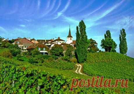 дневник Волчицы голубых кровей