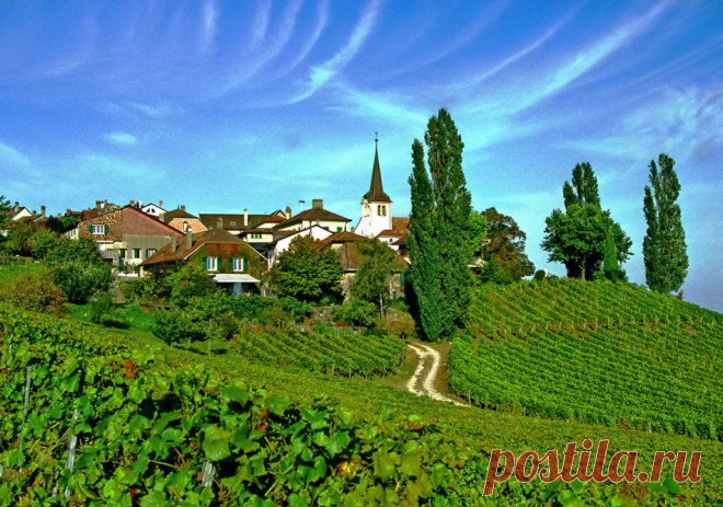 дневник Волчицы голубых кровей